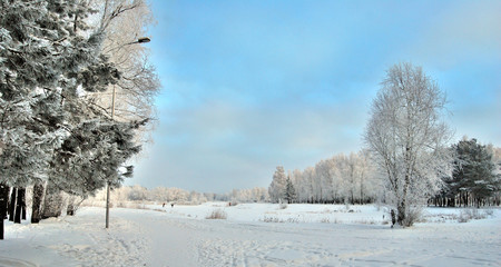 Winter Siberian forest, Omsk region