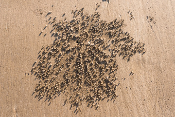 Sand blubber crab hole with discarded sand balls on Kinka Beach, Queensland, Australia.