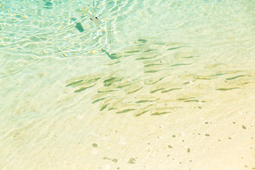 Cristal clear water and school of small tropical fish