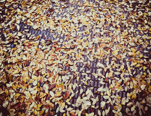 Leaves of fallen trees in autumn to the ground