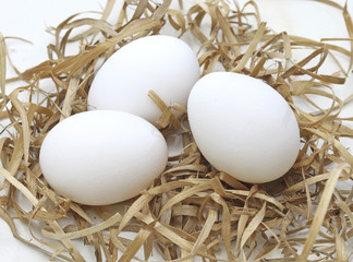 Fresh eggs in the nest