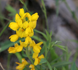 The beautiful yellow flowers of Mountain Goldenbanner (Thermopsis montana), shot in Rocky Mountain National Park.