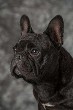 Chinese Sharpei
