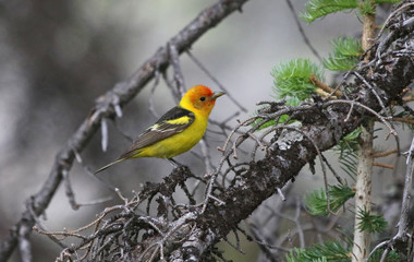 A male Western Tanager (Piranga ludoviciana) sitting in a spruce tree.  Shot in Rocky Mountain National Park, Colorado.