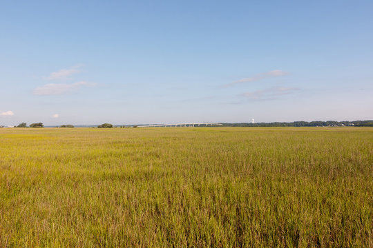Field of green dune grass along with North Carolina coastline, with a bridge in the background