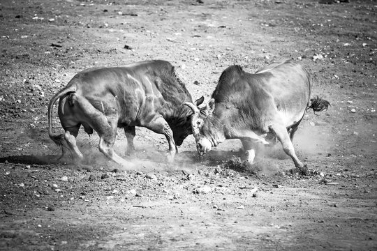 The bull