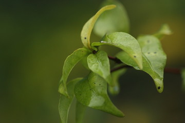 rain drop on plant macro light green