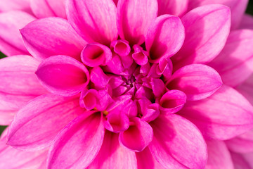 Pink Dahlia flower macro shot
