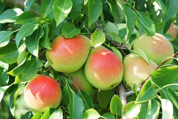  colorful pears on the tree in harvest season