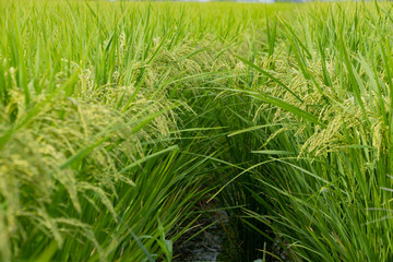 緑の稲穂　田んぼ　米