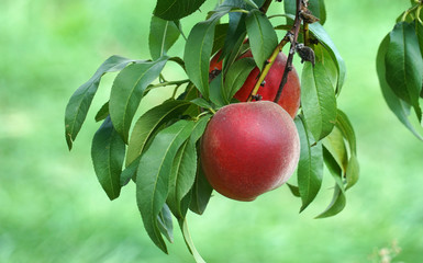 close up on peaches on the branch