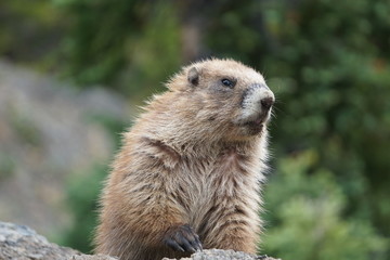 Marmot centered in mountain meadow