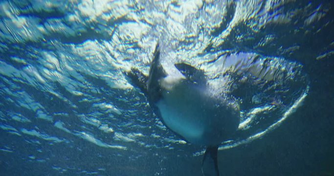 A penguin dives into the water, to hunt for fish. Concept of: fish, wild and animals.