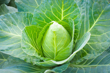 Fototapeta premium Green fresh cabbage background