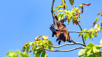 Fruit bat, flying fox (flying dog) hanging upside on a tree, Maldives.