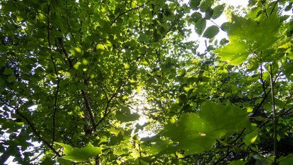 Obraz premium Vibrant trees in the sunlight viewed from below. Massif du Sud, Quebec, Canada.