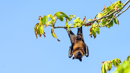 Fruit bat, flying fox (flying dog) hanging upside on a tree, Maldives.