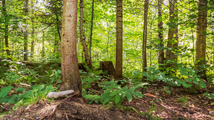Sunny day over a temperate forest from the Province of Quebec, Canada.