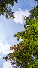 Vertical photo of the sky from inside the Regional Park of the Massif du Sud in Quebec, Canada.