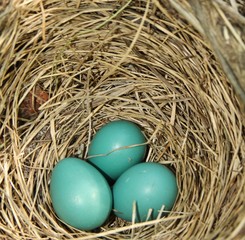 eggs in nest