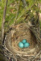 eggs in nest