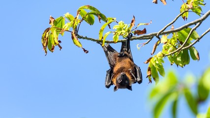 Fruit bat, flying fox (flying dog) hanging upside on a tree, Maldives.
