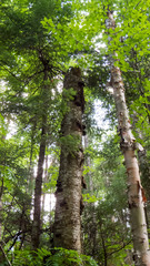 Fototapeta premium Vertical Photo - Tall trees from the Massif du Sud in the Province of Quebec, Canada.