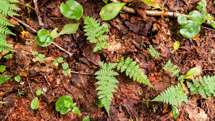 Small green leaves and ferns sprouting out of the dead leaves.