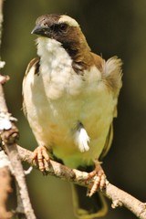 White browed sparrow