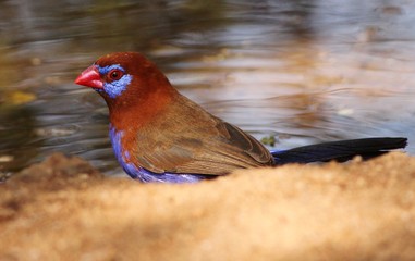 Colorful african bird