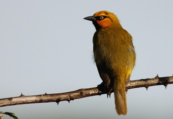 Weaver