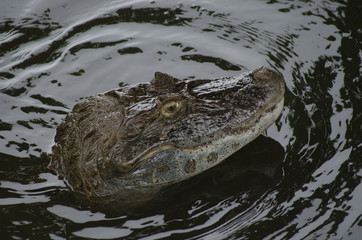 Jacaré do papo amarelo