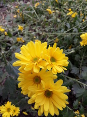 tr&iacute;o de flores amarillas en el jardin