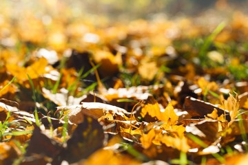 Yellow Autumn Leaves on the Lawn