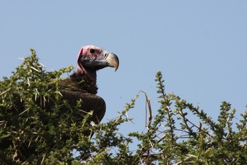Lapet faced vulture