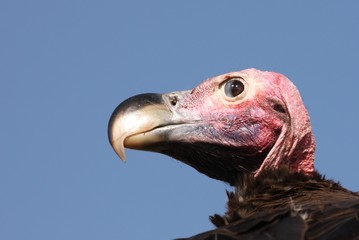 Lapet faced vulture