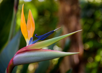 Obraz premium bird of paradise flower