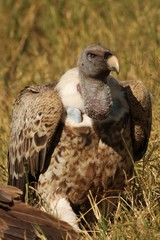 Rupell Vulture in Serengeti
