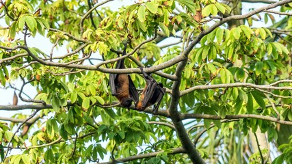 Fruit bat, flying fox (flying dog) hanging upside on a tree, Maldives.