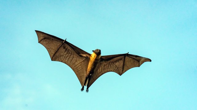Fruit bat, flying fox (flying dog) flying, Maldives.