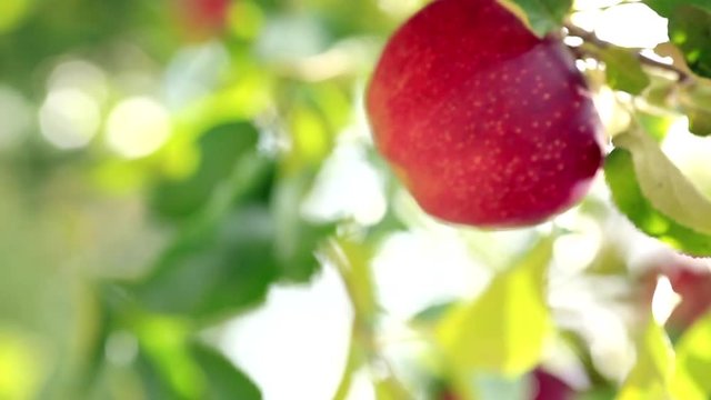 Ripe red apple on plantation against background of green foliage of apple trees. Vertical video.