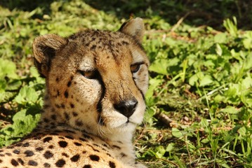 Cheetah in Serengeti