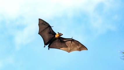 Fruit bat, flying fox (flying dog) flying, Maldives.