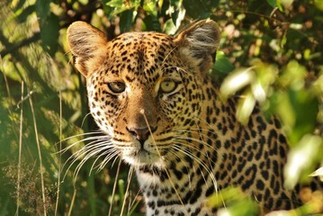 Fototapeta na wymiar Leopard in Serengeti