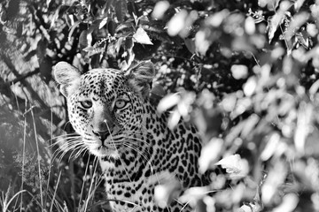 Leopard in Serengeti