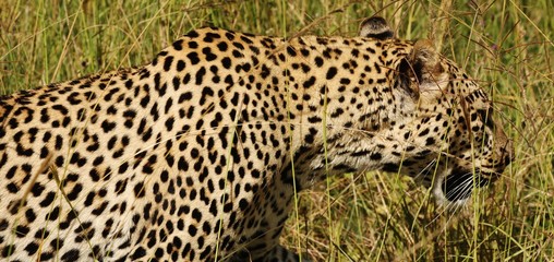 Leopard in Serengeti
