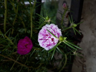 Moss Rose also called as Portulaca grandiflora, Indian table rose, 9 o'clock flower, rose moss, ten o'clock, Mexican rose, sun rose, rock rose