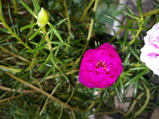 Moss Rose also called as Portulaca grandiflora, Indian table rose, 9 o'clock flower, rose moss, ten o'clock, Mexican rose, sun rose, rock rose