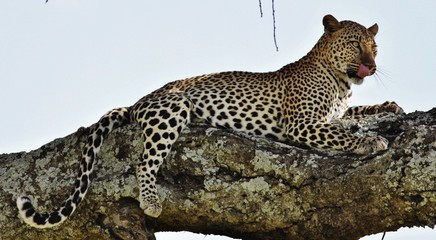 Leopard