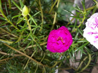 Moss Rose also called as Portulaca grandiflora, Indian table rose, 9 o'clock flower, rose moss, ten o'clock, Mexican rose, sun rose, rock rose